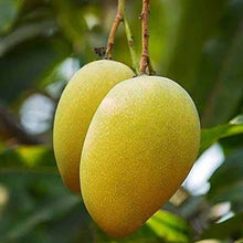 Load image into Gallery viewer, Puspita Nursery Gulab Khas Mango Plant
