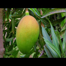 Load image into Gallery viewer, Puspita Nursery Husnara or Najuk Badan Mango Plant
