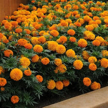 Load image into Gallery viewer, Puspita Nursery Bright Orange African Marigold Plant – Lush Blooms for Your Garden
