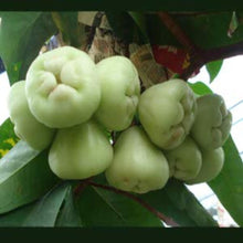 Load image into Gallery viewer, Puspita Nursery White Water Apple Jamrul, Amrool Live Plants for Home
