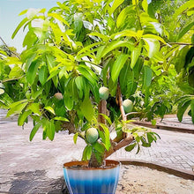 Load image into Gallery viewer, Puspita Nursery Chausa Mango Tree Very Sweet &amp; Juicy Live Plant
