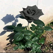 Load image into Gallery viewer, Puspita Nursery Hybrid Black Rose Flower Plant
