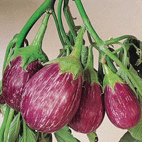 Kanta Begun Seeds for Planting – Thorny Brinjal, Indian Eggplant Variety | High Yield, Heirloom, Non-GMO | Premium Vegetable Seeds for Kitchen Garden, Pots & Farms 10gm Pack