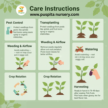 Load image into Gallery viewer, Kanta Begun Seeds for Planting – Thorny Brinjal, Indian Eggplant Variety | High Yield, Heirloom, Non-GMO | Premium Vegetable Seeds for Kitchen Garden, Pots &amp; Farms 10gm Pack
