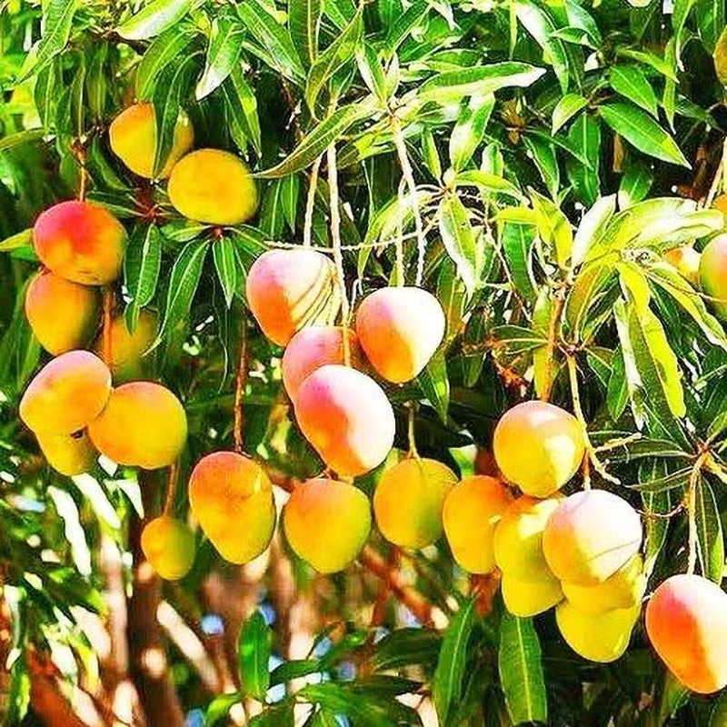 Puspita Nursery Kesar Mango Plant Sweet & Juicy