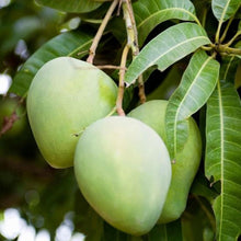 Load image into Gallery viewer, Puspita Nursery Kohitur Mango Plant – Premium Rare Mango Variety, Grafted Live Plant for Home Garden
