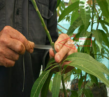 Load image into Gallery viewer, Puspita Nursery Kohitur Mango Plant – Premium Rare Mango Variety, Grafted Live Plant for Home Garden
