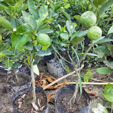 Load image into Gallery viewer, Puspita Nursery Kolkata Pati Lemon Premium Quality Plant Sapling for Home Gardens Pack of 1
