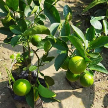 Load image into Gallery viewer, Puspita Nursery Kolkata Pati Lemon Premium Quality Plant Sapling for Home Gardens Pack of 1
