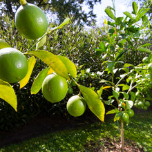 Load image into Gallery viewer, Puspita Nursery Kolkata Pati Lemon Premium Quality Plant Sapling for Home Gardens Pack of 1
