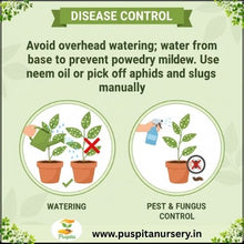 Load image into Gallery viewer, Puspita Nursery Larkspur (Luksper) Flower Seeds – Premium Cool-Season Mixed Colours | Tall Elegant Spikes | Easy to Grow Winter Flower for Balcony, Terrace &amp; Garden
