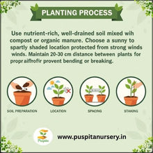 Load image into Gallery viewer, Puspita Nursery Larkspur (Luksper) Flower Seeds – Premium Cool-Season Mixed Colours | Tall Elegant Spikes | Easy to Grow Winter Flower for Balcony, Terrace &amp; Garden
