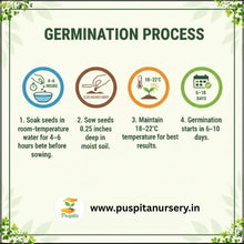 Load image into Gallery viewer, Puspita Nursery Lettuce Iceberg Seeds – Premium Quality | Fast Germination | High Yield | Fresh, Crunchy &amp; Healthy Salad Vegetable | Ideal for Home &amp; Kitchen Garden | Easy to Grow
