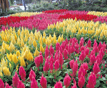 Load image into Gallery viewer, Puspita Nursery Celosia Mixed Flower Seeds – Premium Quality, Vibrant Plume Blooms, Easy to Grow for Home Garden, Pots &amp; Borders
