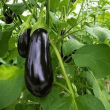 Load image into Gallery viewer, Premium Muktakeshi Brinjal Seeds 10gm Pack– High Yield, Non-GMO, Organic Vegetable Seeds
