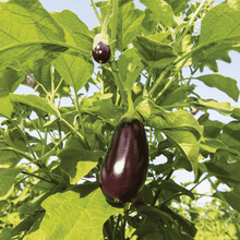 Load image into Gallery viewer, Premium Muktakeshi Brinjal Seeds 10gm Pack– High Yield, Non-GMO, Organic Vegetable Seeds

