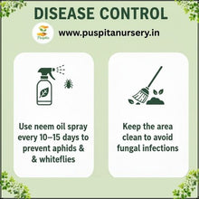 Load image into Gallery viewer, Puspita Nursery Nasturtium Flower Seeds (Mixed Colors) – Easy to Grow Annual Flower Plant | Perfect for Home Garden, Pots, Balcony &amp; Terrace Gardening | Fast Germination &amp; Vibrant Blooms
