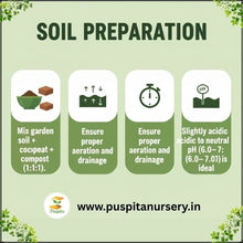 Load image into Gallery viewer, Puspita Nursery Nasturtium Flower Seeds (Mixed Colors) – Easy to Grow Annual Flower Plant | Perfect for Home Garden, Pots, Balcony &amp; Terrace Gardening | Fast Germination &amp; Vibrant Blooms
