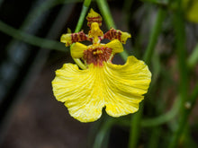 Load image into Gallery viewer, Puspita Nursery “Oncidium Orchid Plant – Live Indoor Flowering Plant with Vibrant, Dancing Blooms”
