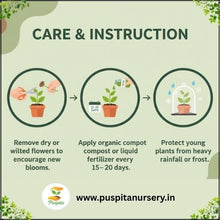 Load image into Gallery viewer, Puspita Nursery Inca Orange Marigold Seeds – Bright Orange Giant Blooms for Home Garden, Terrace &amp; Pots | Easy to Grow, Long Blooming Variety | High Germination Quality Seeds
