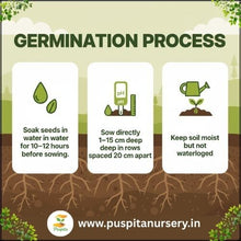 Load image into Gallery viewer, Puspita Nursery Palak (Spinach) Seeds – 1kg Pack | High Yield, Fast-Growing Green Leaf Vegetable | Ideal for Home Garden &amp; Commercial Farming | Fresh &amp; Nutritious Harvest
