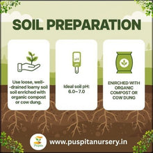 Load image into Gallery viewer, Puspita Nursery Palak (Spinach) Seeds – 1kg Pack | High Yield, Fast-Growing Green Leaf Vegetable | Ideal for Home Garden &amp; Commercial Farming | Fresh &amp; Nutritious Harvest
