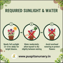 Load image into Gallery viewer, Puspita Nursery Petunia Mixed Flower Seeds – Colorful Annual Blooms for Home Garden, Pots &amp; Terrace | Easy to Grow, Long Flowering Variety | High Germination Quality Seeds
