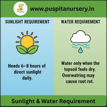 Load image into Gallery viewer, Puspita Nursery Portulaca Double Mixed Seeds – Colorful 11 O’Clock Flower | Easy Growing Succulent | Ideal for Pots, Terrace &amp; Garden Borders | Long Blooming, Heat-Resistant Variety
