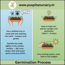 Load image into Gallery viewer, Puspita Nursery Portulaca Double Mixed Seeds – Colorful 11 O’Clock Flower | Easy Growing Succulent | Ideal for Pots, Terrace &amp; Garden Borders | Long Blooming, Heat-Resistant Variety
