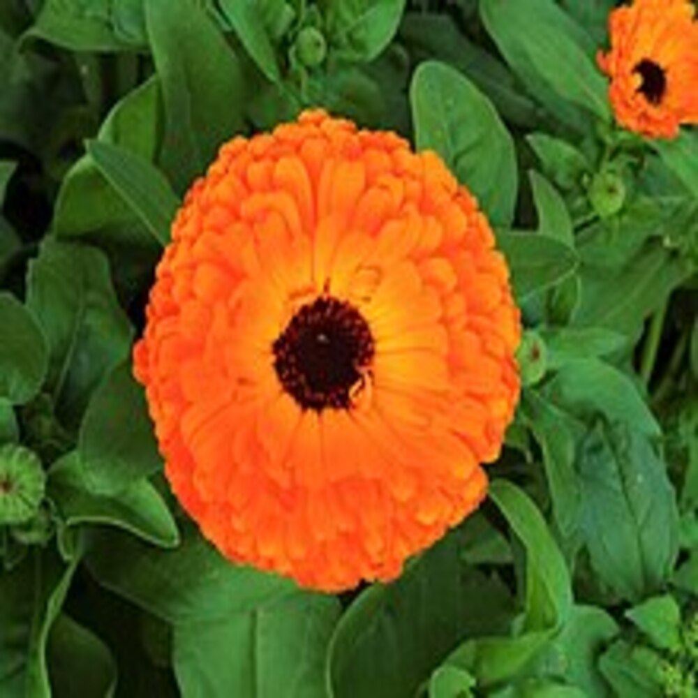 Puspita Nursery Calendula Plant – Bright & Healing Garden Marigold