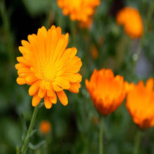 Load image into Gallery viewer, Puspita Nursery Calendula Plant – Bright &amp; Healing Garden Marigold
