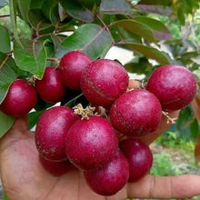 Load image into Gallery viewer, Puspita Nursery’s Premium Rubi Ranghon Fruit Plant – Rare, Exotic, and High-Yield Variety Pack Of 1
