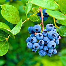 Load image into Gallery viewer, Puspita Nursery Blueberry Plant – High-Yield &amp; Fresh Homegrown Berries
