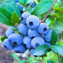 Load image into Gallery viewer, Puspita Nursery Blueberry Plant – High-Yield &amp; Fresh Homegrown Berries
