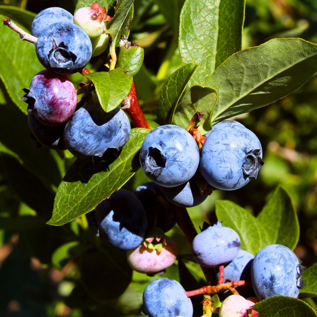 Puspita Nursery Blueberry Plant – High-Yield & Fresh Homegrown Berries