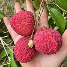 Load image into Gallery viewer, &quot;Puspita Nursery Premium Bombai Litchi Plant – Sweet, Juicy Harvests and Fast Growth for Exceptional Yields! Pack Of 1&quot;
