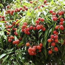 Load image into Gallery viewer, &quot;Puspita Nursery Premium Bombai Litchi Plant – Sweet, Juicy Harvests and Fast Growth for Exceptional Yields! Pack Of 1&quot;
