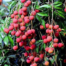 Load image into Gallery viewer, &quot;Puspita Nursery Premium Bombai Litchi Plant – Sweet, Juicy Harvests and Fast Growth for Exceptional Yields! Pack Of 1&quot;
