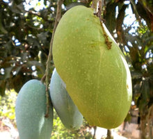 Load image into Gallery viewer, Puspita Nursery Fazil (Fazli) Mango Plant – Premium Grafted Variety for Juicy, Sweet Harvests
