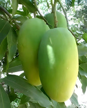 Load image into Gallery viewer, Puspita Nursery Fazil (Fazli) Mango Plant – Premium Grafted Variety for Juicy, Sweet Harvests
