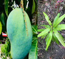 Load image into Gallery viewer, Puspita Nursery Fazil (Fazli) Mango Plant – Premium Grafted Variety for Juicy, Sweet Harvests
