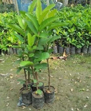 Load image into Gallery viewer, Puspita Nursery Healthy KG Guava Plant for Home Garden , Premium Quality
