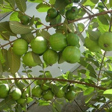 Load image into Gallery viewer, Puspita Nursery Healthy KG Guava Plant for Home Garden , Premium Quality
