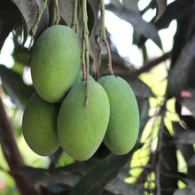 Load image into Gallery viewer, Puspita Nursery Vastara Mango Plant
