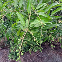 Load image into Gallery viewer, Puspita Nursery Vastara Mango Plant
