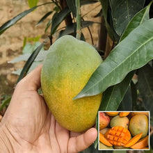 Load image into Gallery viewer, Puspita Nursery Healthy Pusha Surya Mango Plant – High Yield Variety for Delicious, Juicy Mangoes
