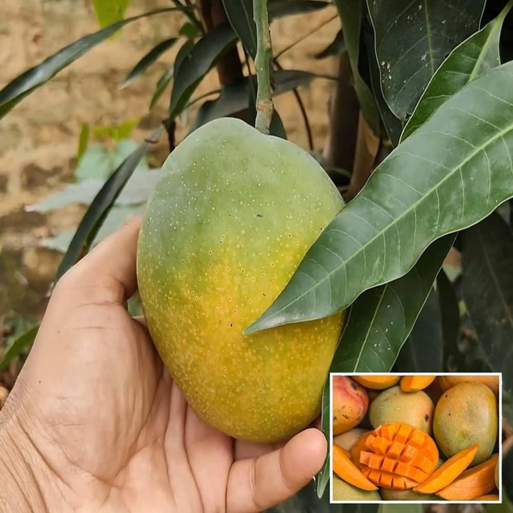 Puspita Nursery Healthy Pusha Surya Mango Plant – High Yield Variety for Delicious, Juicy Mangoes