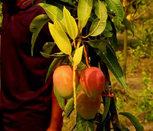 Load image into Gallery viewer, Puspita Nursery Healthy Pusha Surya Mango Plant – High Yield Variety for Delicious, Juicy Mangoes
