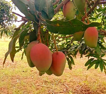 Load image into Gallery viewer, Puspita Nursery Healthy Pusha Surya Mango Plant – High Yield Variety for Delicious, Juicy Mangoes
