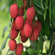 Load image into Gallery viewer, &quot;Puspita Nursery Premium Bombai Litchi Plant – Sweet, Juicy Harvests and Fast Growth for Exceptional Yields! Pack Of 1&quot;
